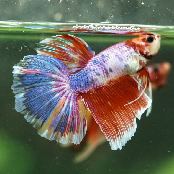 Galaxy/Candy Koi Halfmoon - 11 weeks old