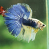 Galaxy/Candy Koi Halfmoon - 11 weeks old
