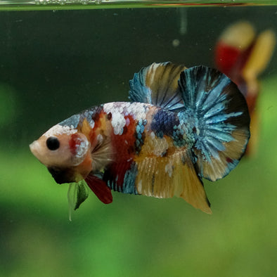 Multicolor/Galaxy Koi Plakat -13 weeks Old