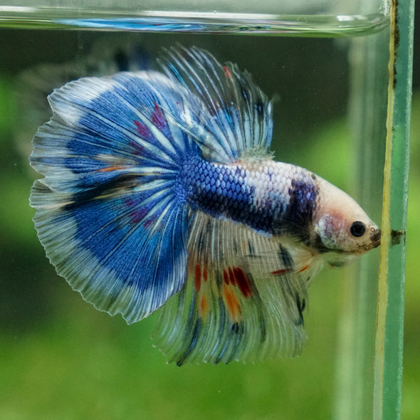 Galaxy/Candy Koi Halfmoon - 13 weeks old