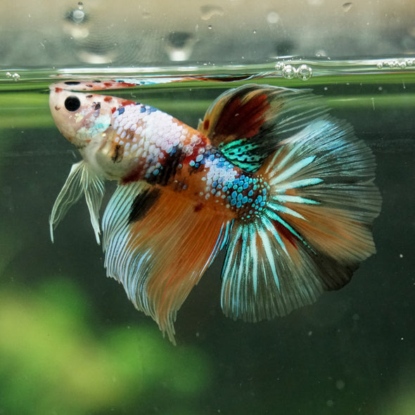 Galaxy/Candy Koi Halfmoon - 14 weeks old