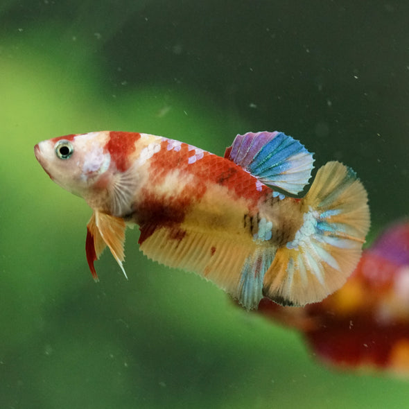 Multicolor/ Galaxy Koi Plakat- Female- 13 Weeks Old