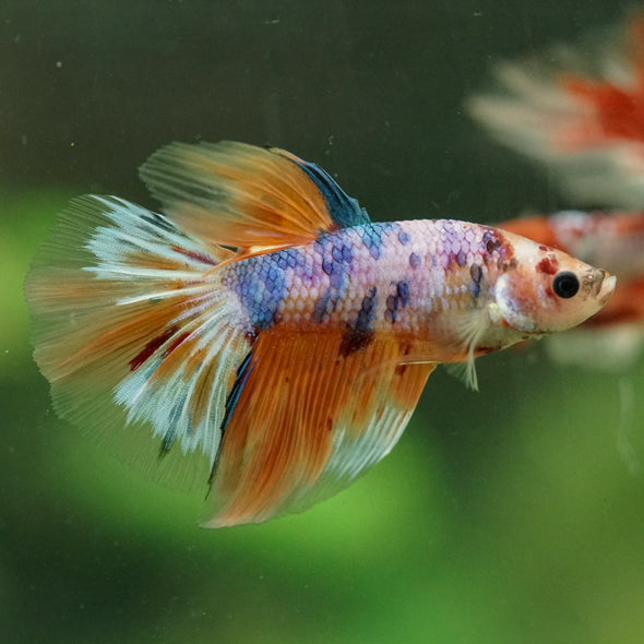 Galaxy/Candy Koi Halfmoon - 11 weeks old