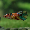 Multicolor/ Galaxy Koi Halfmoon - Female- 14 Weeks Old