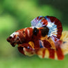 Multicolor/Galaxy Koi Plakat -16 weeks Old