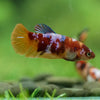 Multicolor/ Galaxy Koi Plakat- Female- 13 Weeks Old