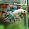 Galaxy/Candy Koi Halfmoon - 14 weeks old