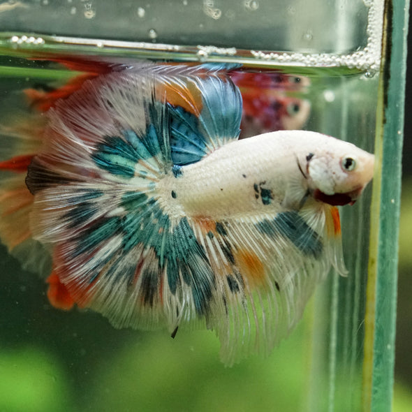 Galaxy/Candy Koi Halfmoon - 14 weeks old
