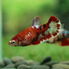 Multicolor/ Galaxy Koi Plakat- Female- 13 Weeks Old