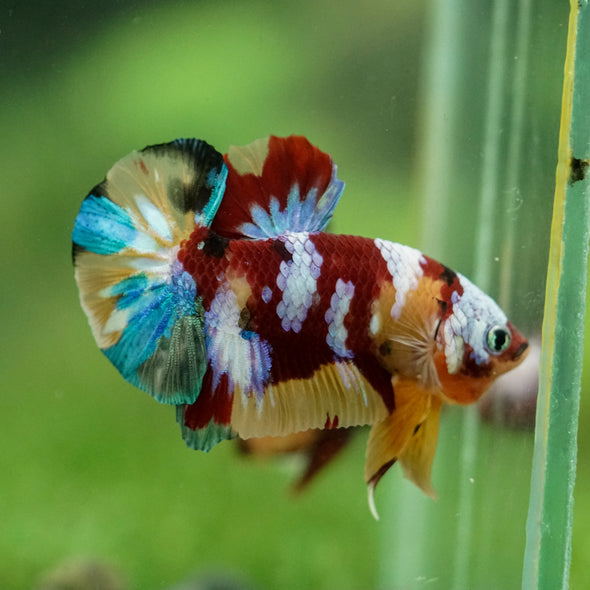 Multicolor/Galaxy Koi Plakat -16 weeks Old