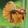 Galaxy/Candy Koi Halfmoon - 14 weeks old