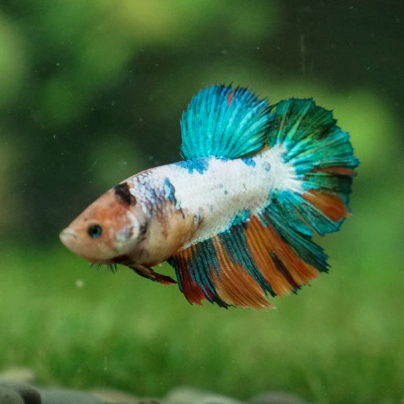 Multicolor/ Galaxy Koi Halfmoon- Female- 13 Weeks Old