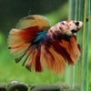 Galaxy/Candy Koi Halfmoon - 14 weeks old