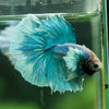 Dumbo Halfmoon - 11 weeks old