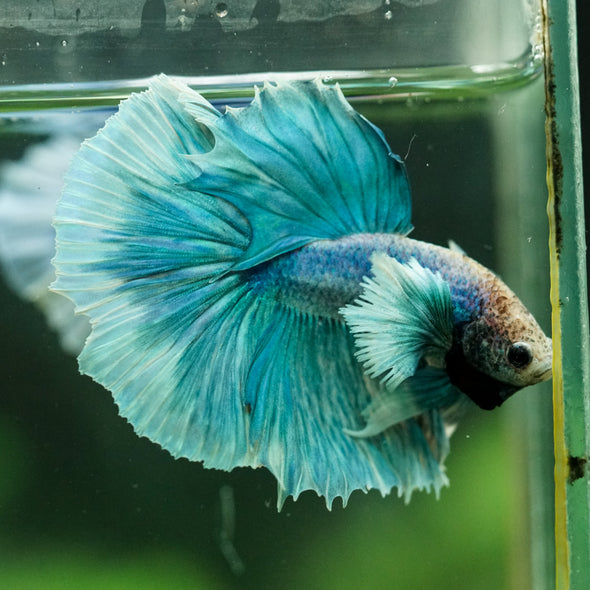 Dumbo Halfmoon - 11 weeks old