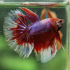 Galaxy/Candy Koi Halfmoon - 14 weeks old