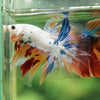 Galaxy/Candy Koi Halfmoon - 14 weeks old