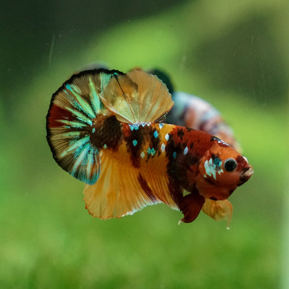 Multicolor/Galaxy Koi Plakat -13 weeks Old