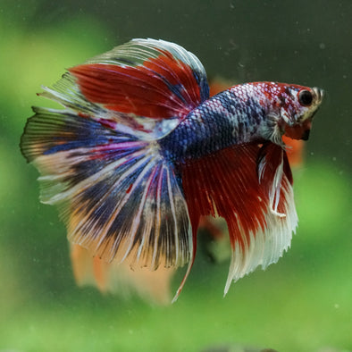 Galaxy/Candy Koi Halfmoon - 14 weeks old