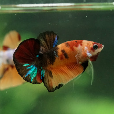 Multicolor/Galaxy Koi Plakat -10 weeks Old