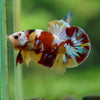 Multicolor/Galaxy Koi Plakat -16 weeks Old