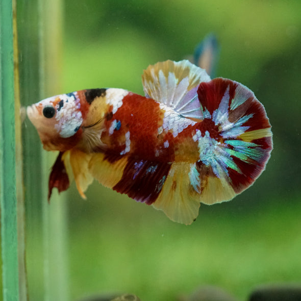 Multicolor/Galaxy Koi Plakat -16 weeks Old