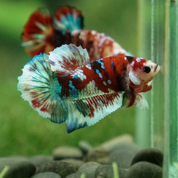 Multicolor/Galaxy Koi Plakat -11 weeks Old