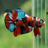 Multicolor/Galaxy Koi Plakat -16 weeks Old