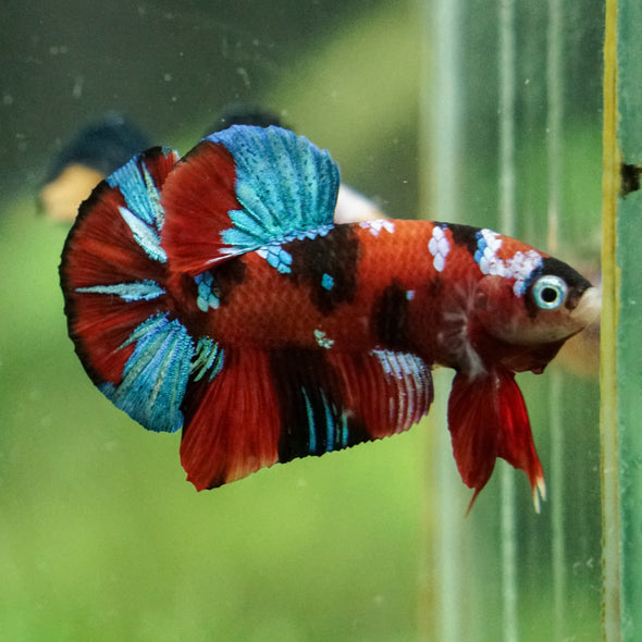 Multicolor/Galaxy Koi Plakat -16 weeks Old