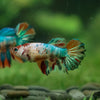 Multicolor/ Galaxy Koi Halfmoon- Female- 13 Weeks Old