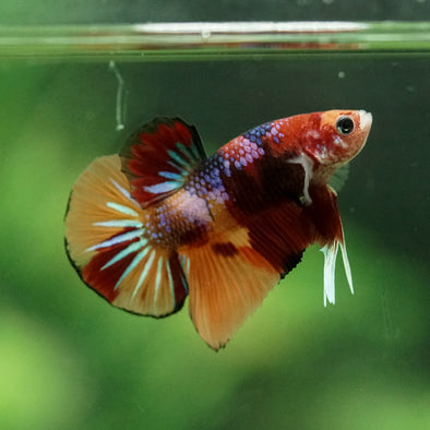 Multicolor/Galaxy Koi Plakat -10 weeks Old