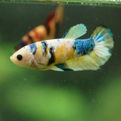 Multicolor/ Galaxy Koi Plakat- Female- 13 Weeks Old