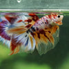 Galaxy/Candy Koi Halfmoon - 13 weeks old