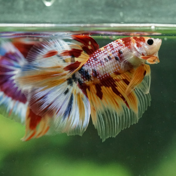 Galaxy/Candy Koi Halfmoon - 13 weeks old