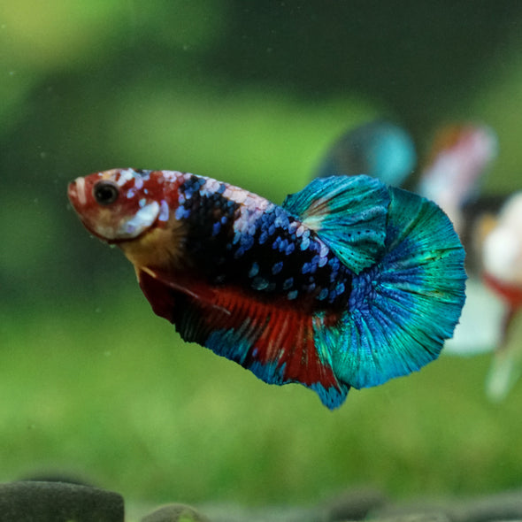 Multicolor/Galaxy Koi Plakat -11 weeks Old