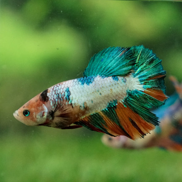 Multicolor/ Galaxy Koi Halfmoon- Female- 13 Weeks Old