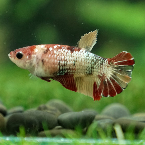Multicolor/ Galaxy Koi Plakat- Female- 13 Weeks Old