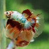 Galaxy/Candy Koi Halfmoon - 14 weeks old