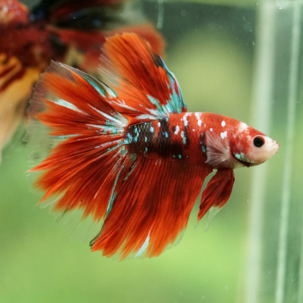 Galaxy/Candy Koi Halfmoon - 14 weeks old