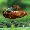 Multicolor/ Galaxy Koi Plakat - Female- 13 Weeks Old