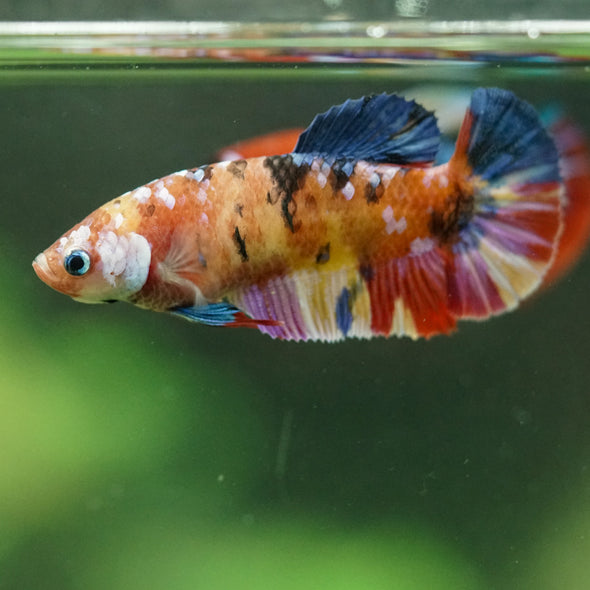 Multicolor/ Galaxy Koi Plakat- Female- 13 Weeks Old