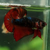 Multicolor/Galaxy Koi Plakat -16 weeks Old
