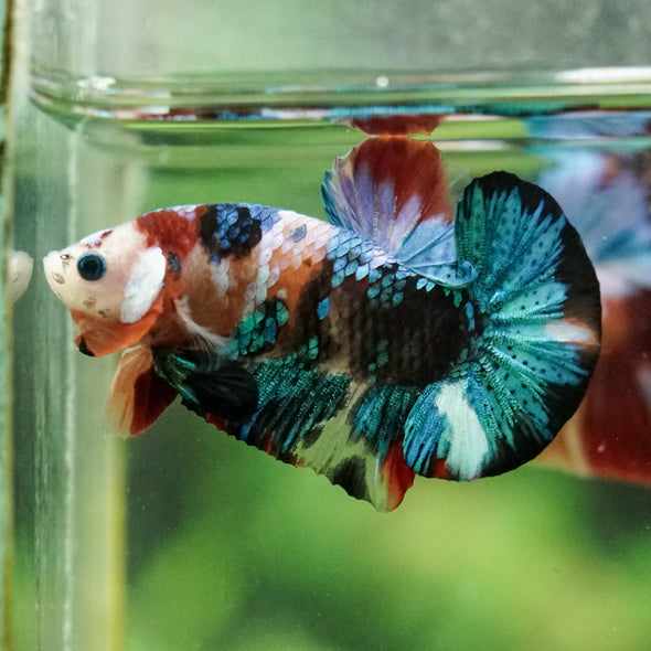 Multicolor/Galaxy Koi Plakat -16 weeks Old