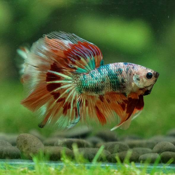 Galaxy Koi Halfmoon - 13 weeks old