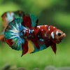 Multicolor/Galaxy Koi Plakat -16 weeks Old