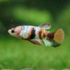 Multicolor/ Galaxy Koi Plakat- Female- 13 Weeks Old