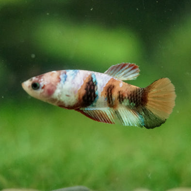 Multicolor/ Galaxy Koi Plakat- Female- 13 Weeks Old