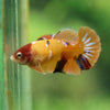 Multicolor/ Galaxy Koi Plakat- Female- 13 Weeks Old