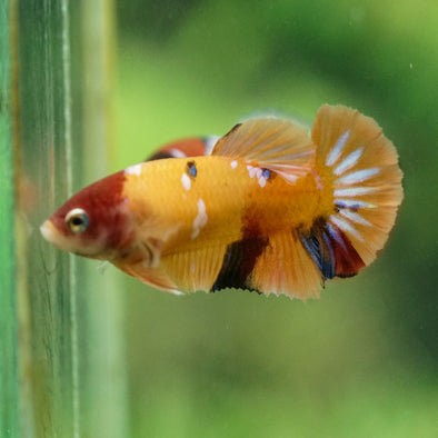 Multicolor/ Galaxy Koi Plakat- Female- 13 Weeks Old