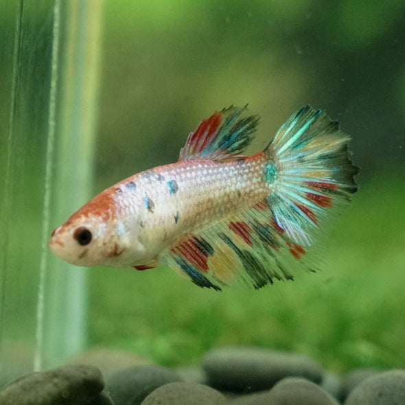 Multicolor/ Galaxy Koi Halfmoon - Female- 13 Weeks Old